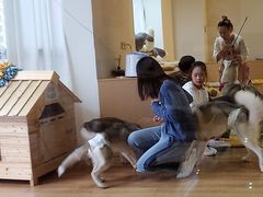 -Husky Go! 哈士奇体验馆·宠物咖啡厅狗咖