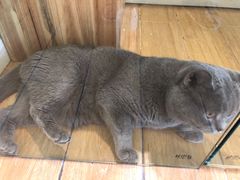 -70cat德文卷毛猫·缅因猫纯种猫舍