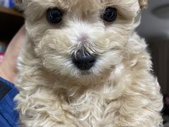 -宠颐生嘉德动物医院