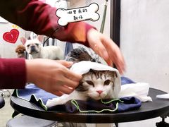 -PETKIT 小佩宠物·低压洗护·美容·寄养(安远店)