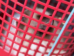 -瑞鹏宠物医院·骨科·猫科·内科(第一中心)