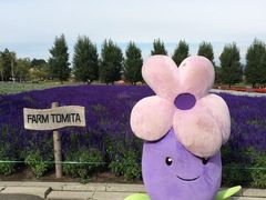 -富田农场