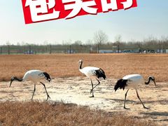 -盐城丹顶鹤湿地生态旅游区