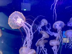 -上海海昌海洋公园