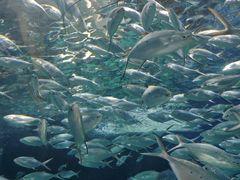 -上海海洋水族馆