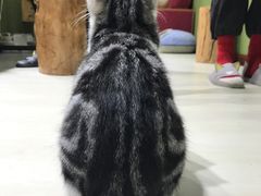-猫亿天猫咖