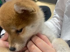 -逗柴咖啡屋·狗咖猫咖宠物桌游