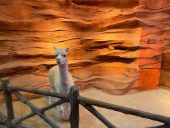 -酷嗒动物文化乐园(cutezoo西溪乐天城店)