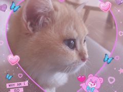 -猫腻·猫咖·撸猫馆(星光大道店)