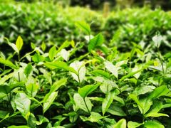 -十八棵（老龙井）御茶园(老龙井店)