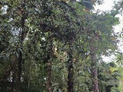 -扬州大运河文化旅游度假区·盆景园