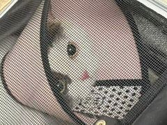 -瑞派康怡24h宠物医院·犬猫医疗中心·微创绝育(瑞景分院)