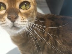 -猫色咖啡·猫咖