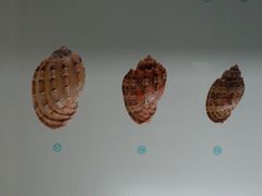 -青岛贝壳博物馆