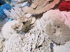 -贝林大翅鲸简餐厅(国家海洋博物馆店)