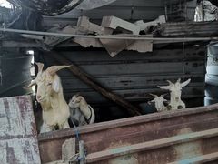 -马陆小张葡萄园农家乐