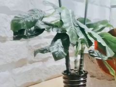 -鑫涛温泉汗蒸时代