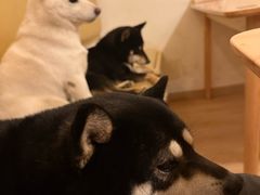 -柴の食堂·日式家庭料理·熊之肆(大学路店)