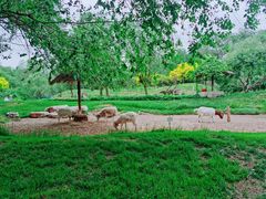 -北京野生动物园