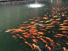 -千岛湖东南湖区