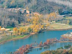 -千年银杏谷文化旅游区