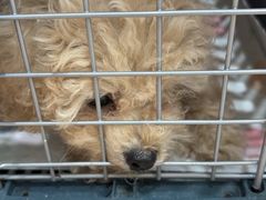 -艾贝尔宠物医院·狂犬免疫点(江山金象城店)