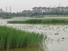 -天津东丽湖风景区