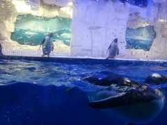 -华夏文旅海洋公园