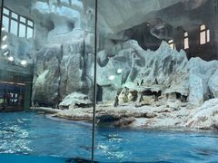 -帝企鹅自助餐厅•儿童岛•真企鹅(长隆企鹅酒店)