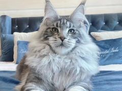 -欣宠猫屋·矮脚拿破仑·蓝金金渐层