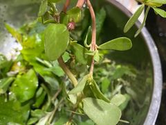 -黔府豆米火锅野菜馆(南马店)