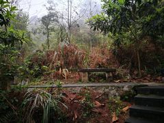 -铁山坪森林公园