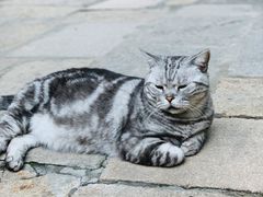 -龙华寺