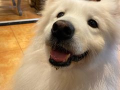 -more than meow吴止猫主题餐厅(承德 中船汇店)