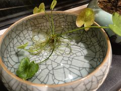 -畅和茶坊·曦瓜中国大红袍
