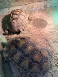 -Zoolung Zoolung动物主题公园(海信广场店)