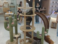 -喵园·猫主题咖啡厅·撸猫·猫咖(国贸店)