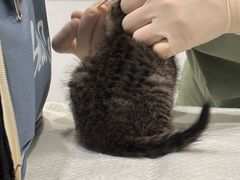 -艾吉宠物医院·疑难杂症转诊中心·猫友好(碧江路院)