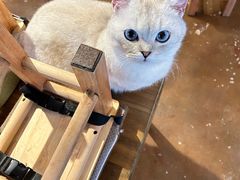 -猫猫幼稚园·撸猫·桌游·电玩