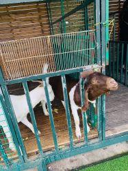 -小蜜蜂农场(凯德七宝购物广场店)