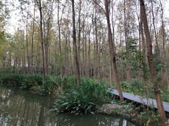 -合肥滨湖国家森林公园