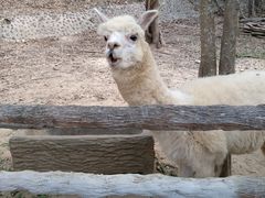 -清迈夜间动物园