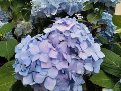 -Wagas沃歌斯(大学路店)