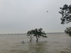 -宝安西湾红树林湿地公园