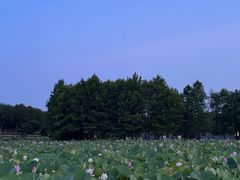 -滆湖低碳生态公园