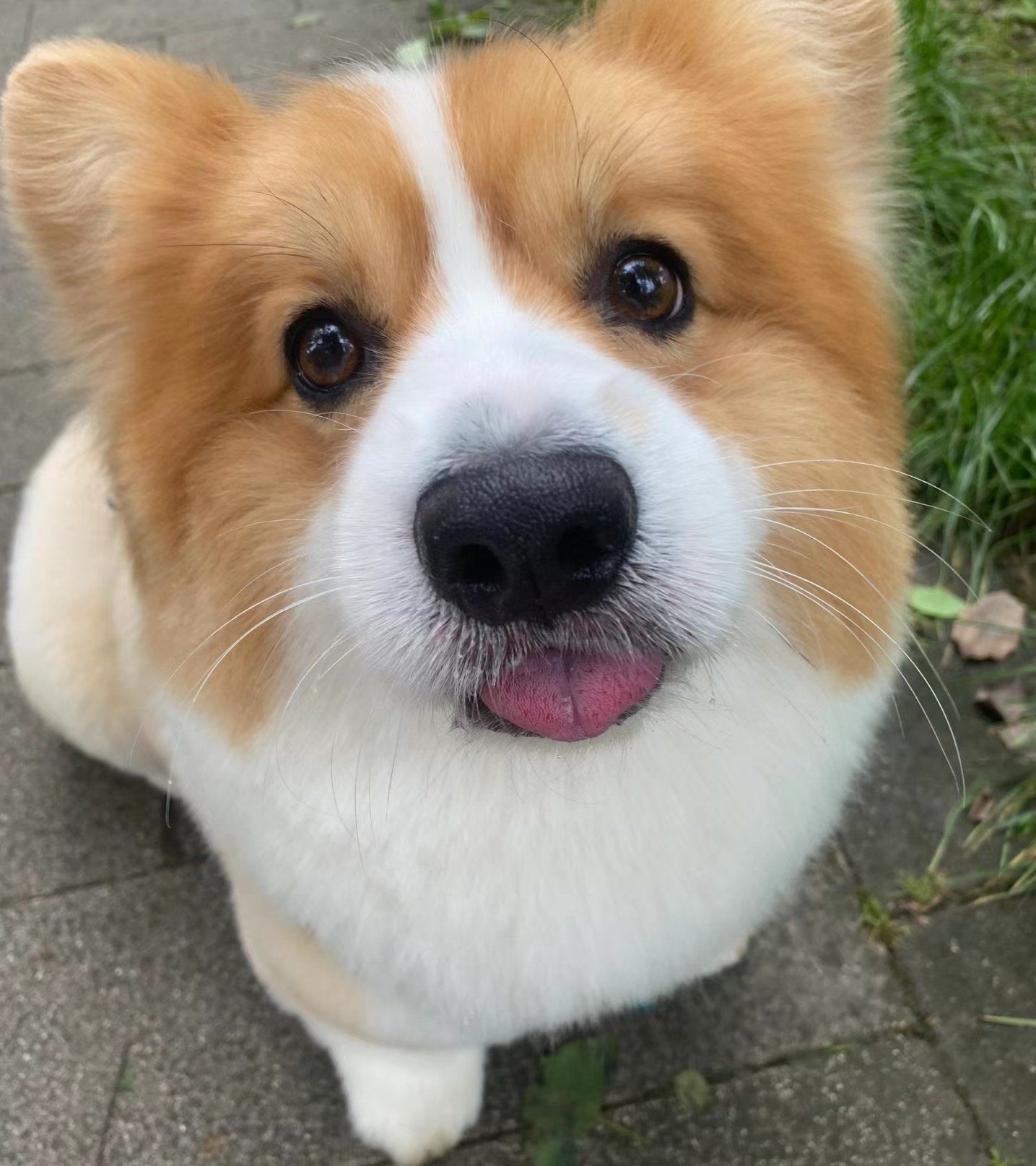 狗狗微笑攻势来袭