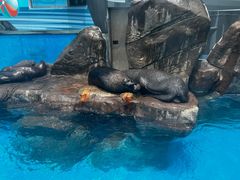 -海合安成都极地海洋公园