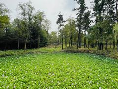 -日照海滨国家森林公园