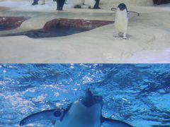-海合安武汉极地海洋公园