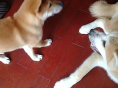 -喜柴咖啡·柴犬狗咖